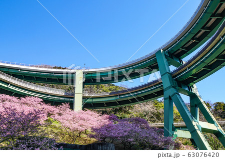 桜咲く河津七滝ループ橋（七滝高架橋）を見上げる 63076420
