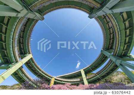 桜咲く河津七滝ループ橋（七滝高架橋）を見上げる 63076442