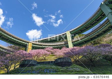 桜咲く河津七滝ループ橋(七滝高架橋)を見上げる 桜咲く河津七滝ループ橋(七滝高架橋)を見上げる 63076446