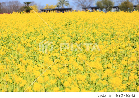 菜の花畑 63076542