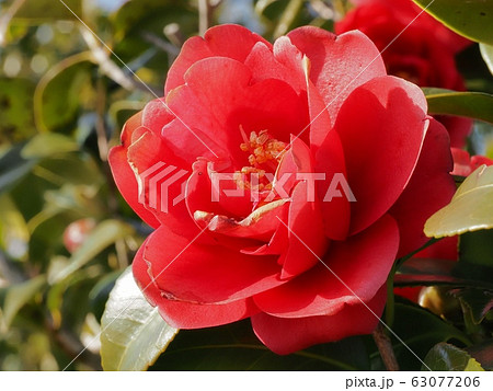 椿 緋縮緬の花 ひぢりめん 椿 緋縮緬の花 ひぢりめん 63077206