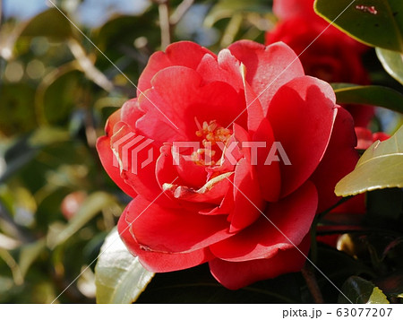 椿　緋縮緬の花　ひぢりめん 63077207