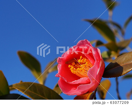 椿 明石潟の花 椿 明石潟の花 63077209