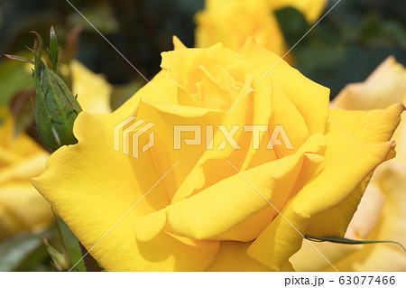 黄色いバラの花 黄色いバラの花 63077466