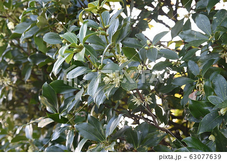 シキミ（樒）の花 63077639