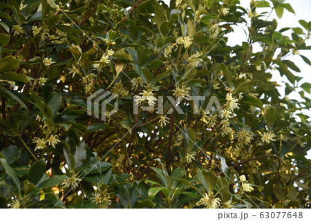 シキミ（樒）の花 63077648