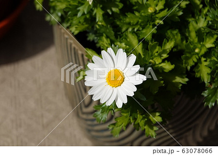 アンテミスの花 アンテミスの花 63078066