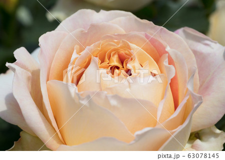 黄色いバラの花 黄色いバラの花 63078145