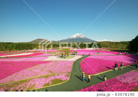 富士山と芝桜 富士山と芝桜 63078190