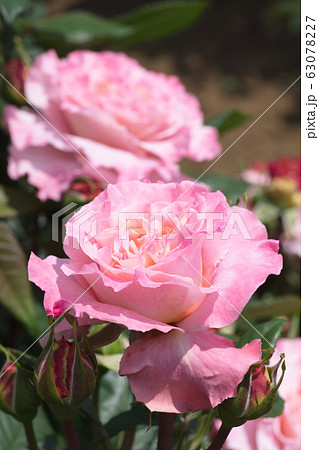ピンクのバラの花 63078227