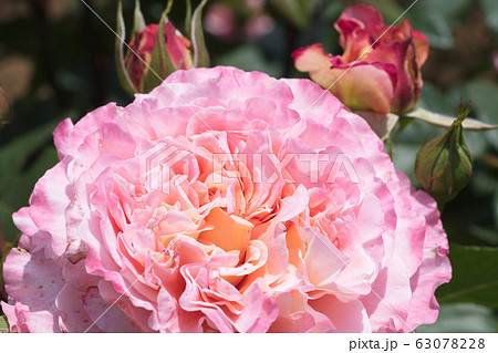 ピンクのバラの花 63078228