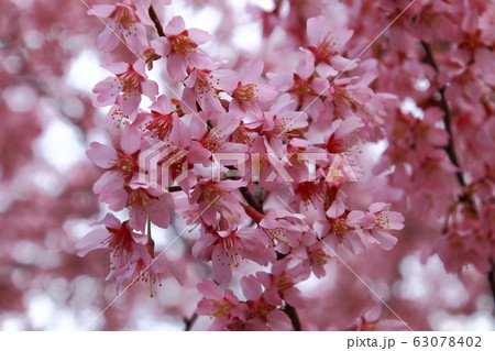 早咲き桜 早咲き桜 63078402