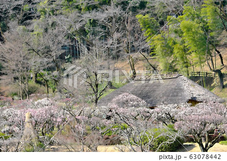 薬師池公園の梅 63078442