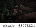鹿２ 63078821