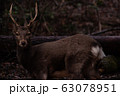 鹿１ 63078951