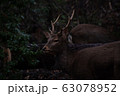 鹿２ 63078952