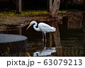 白鷺 63079213
