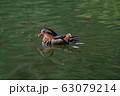 おしどり１ 63079214