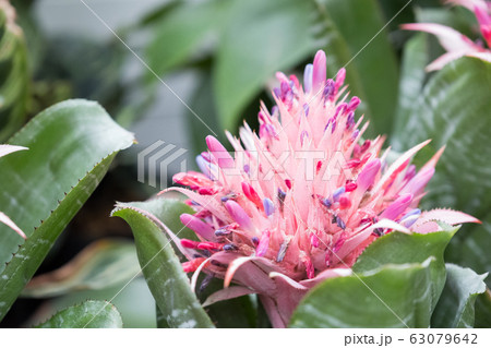 熱帯のピンクの花＿エクメア 63079642