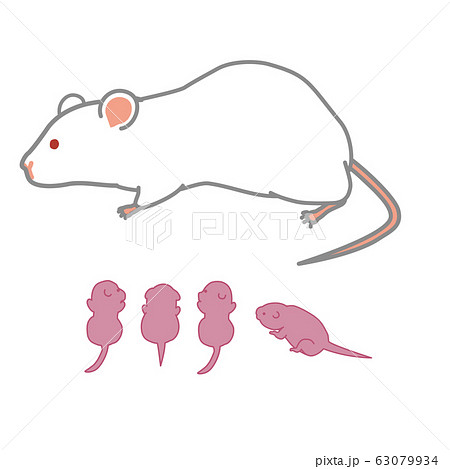 授乳中のマウス 個別版のイラスト素材