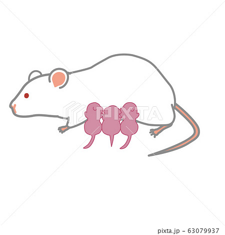 授乳中のマウスのイラスト素材
