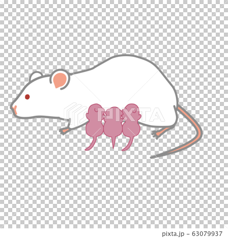 Lactating mouse Lactating mouse 63079937
