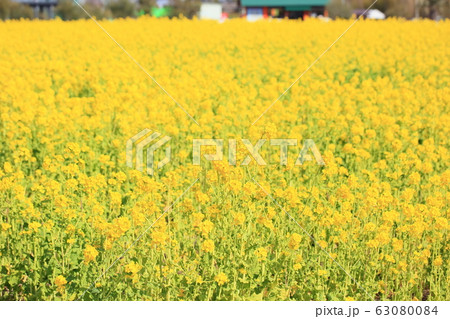 菜の花畑 菜の花畑 63080084