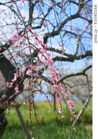ピンクの梅の花 ピンクの梅の花 63080388
