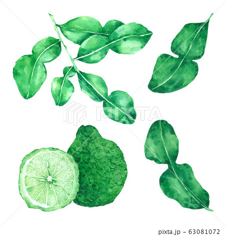 Bergamot Watercolour Isolated On White Backgroundのイラスト素材