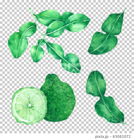Bergamot  watercolour isolated on white background 63081072