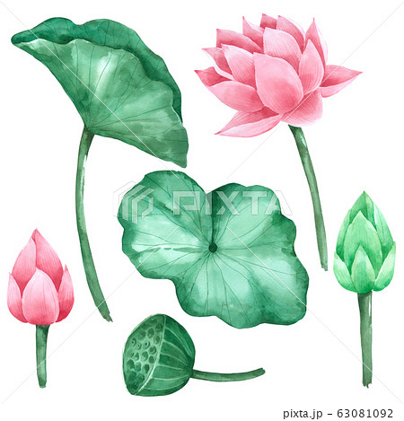 Lotus flower and leaf watercolour isolated on white background Lotus flower and leaf watercolour isolated on white background 63081092
