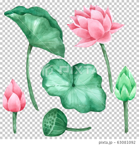 Lotus flower and leaf watercolour isolated on white background Lotus flower and leaf watercolour isolated on white background 63081092
