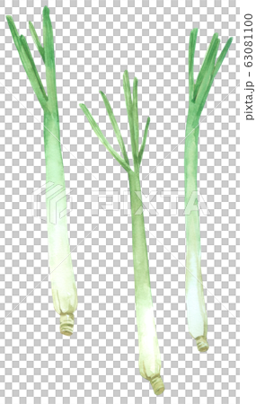 Lemon grass watercolour isolated on white background Lemon grass watercolour isolated on white background 63081100