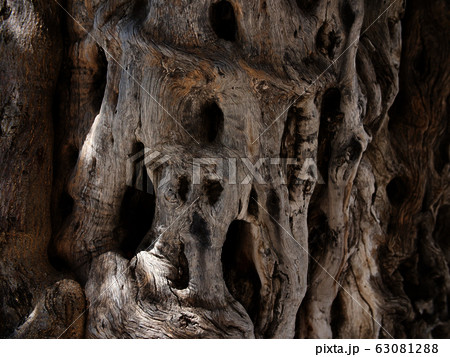 Drawing formed by bark on a tree trunk 63081288