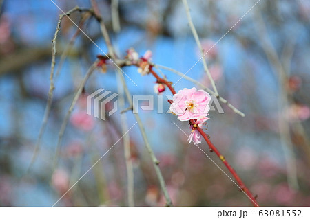 ピンクの梅の花 ピンクの梅の花 63081552