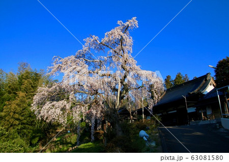 建福寺のしだれ桜(福島県・郡山市) 建福寺のしだれ桜(福島県・郡山市) 63081580