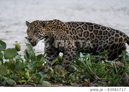 ジャガー 63081717