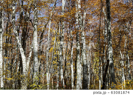 大山/ブナ林 (鳥取県) 63081874