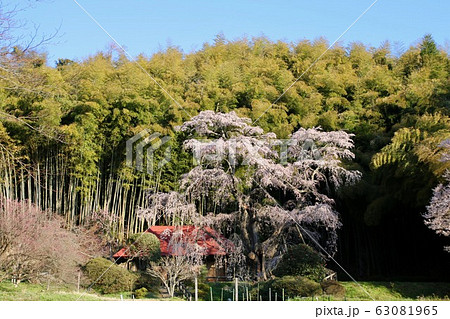 雪村桜（福島県・郡山市） 63081965