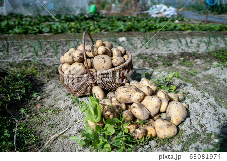 家庭菜園・じゃがいもの収穫 63081974