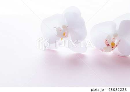 背景用 胡蝶蘭の写真素材