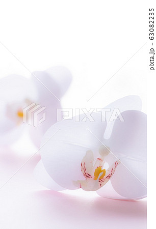 背景用 胡蝶蘭 背景用 胡蝶蘭 63082235