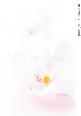 背景用 胡蝶蘭 背景用 胡蝶蘭 63082236