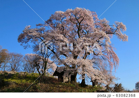 天神夫婦桜（福島県・郡山市） 63082368