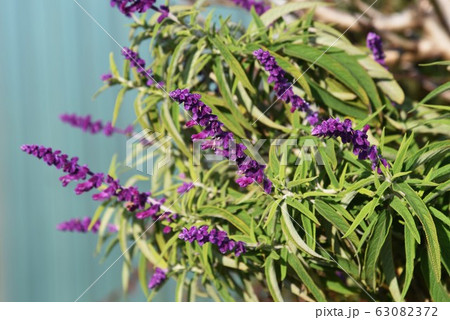 サルビア レウカンサ アメジスト セージの写真素材