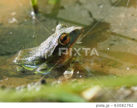 池のモリアオガエル 池のモリアオガエル 63082762