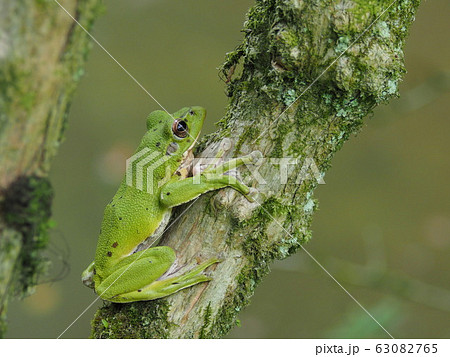 樹上のモリアオガエル 63082765