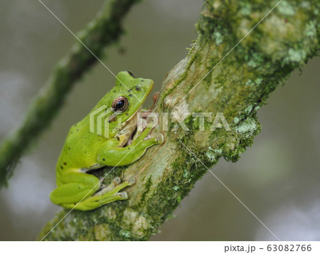 樹上のモリアオガエル 63082766