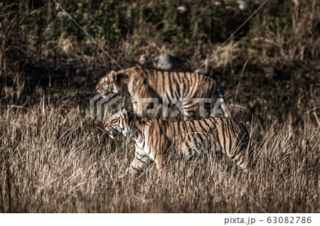 Mother tiger and famous tigress paarwali or paro of corbett and her cub stalking possible prey to kill in grassland at jim corbett national park or tiger reserve, uttarakhand, india - panthera tigris 63082786