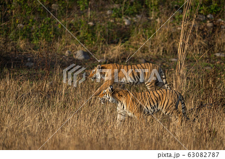 Mother tiger and famous tigress paarwali or paro of corbett and her cub stalking possible prey to kill in grassland at jim corbett national park or tiger reserve, uttarakhand, india - panthera tigris Mother tiger and famous tigress paarwali or paro of corbett and her cub stalking possible prey to kill in grassland at jim corbett national park or tiger reserve, uttarakhand, india - panthera tigris 63082787